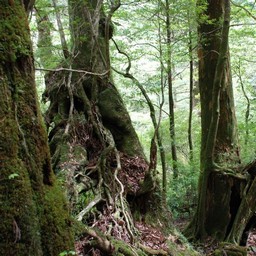 屋久島・屋久杉ランド