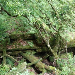 屋久島・屋久杉ランド