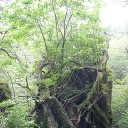屋久島・屋久杉ランド