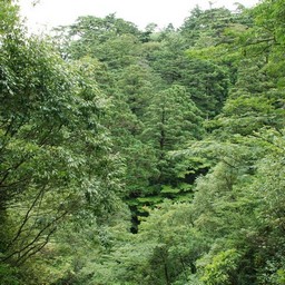 屋久島・屋久杉ランド