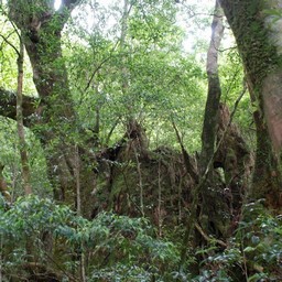 屋久島・屋久杉ランド