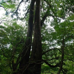 屋久島・屋久杉ランド