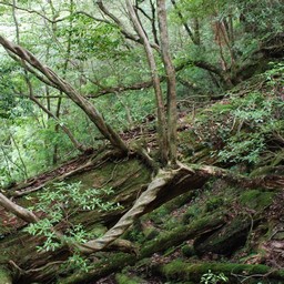 屋久島・屋久杉ランド