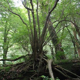 屋久島・屋久杉ランド