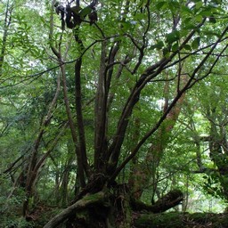 屋久島・屋久杉ランド