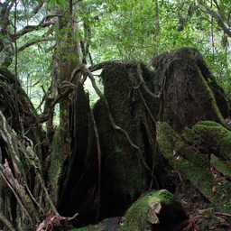 屋久島・屋久杉ランド