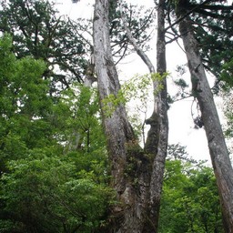 屋久島・屋久杉ランド