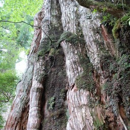 屋久島・屋久杉ランド