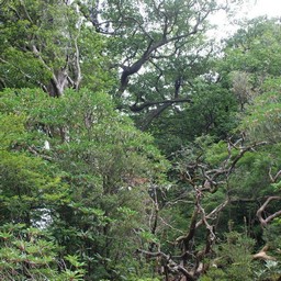 屋久島・屋久杉ランド