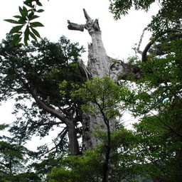 屋久島・屋久杉ランド