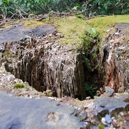 屋久島・屋久杉ランド