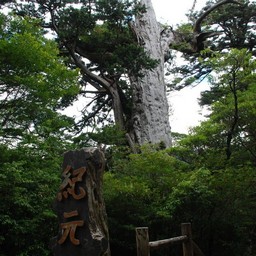 屋久島・屋久杉ランド