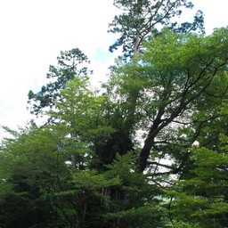 屋久島・屋久杉ランド