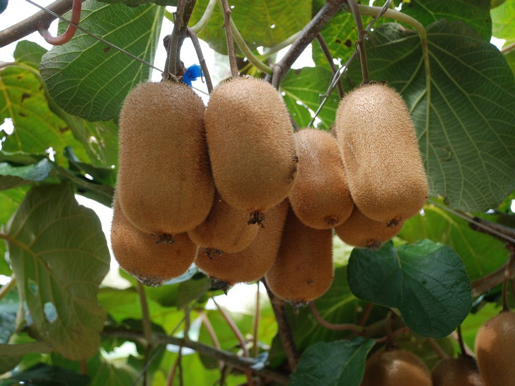 Rb{sEԂǂ - ii{j - ʐ^f - ݃{