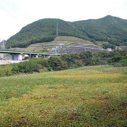 甲府市・勝沼ぶどう郷