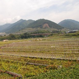 甲府市・勝沼ぶどう郷
