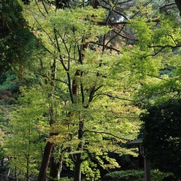 さいたま市・大宮氷川神社