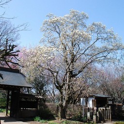 川口市・興禅院
