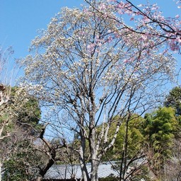 川口市・興禅院
