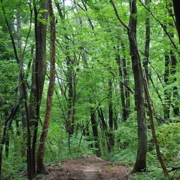 埼玉県皆野町・美の山公園