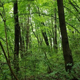 埼玉県皆野町・美の山公園
