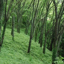 埼玉県皆野町・美の山公園