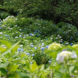埼玉県皆野町・美の山公園