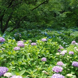 埼玉県皆野町・美の山公園