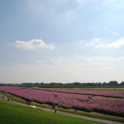 鴻巣市・吹上