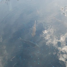 山梨県・忍野八海
