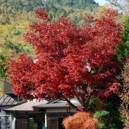 山梨県・忍野八海
