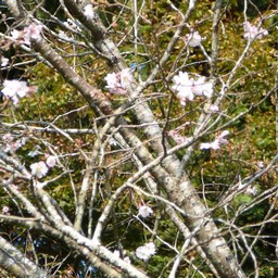 埼玉県・長瀞・宝登山