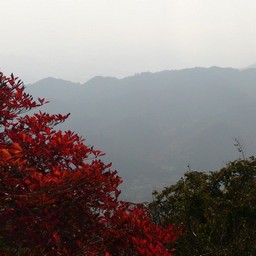 埼玉県・長瀞・宝登山