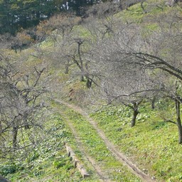 埼玉県・長瀞・宝登山