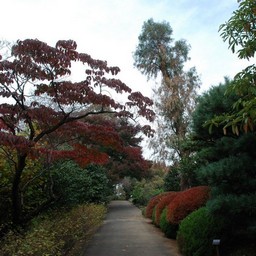 川口市安行