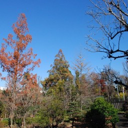 川口市安行
