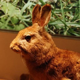 市川市・動植物園