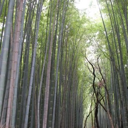 京都市・嵐山・竹林
