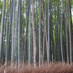 京都市・嵐山・竹林