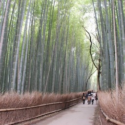 京都市・嵐山・竹林
