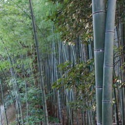 京都市・嵐山・竹林