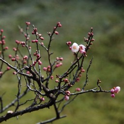 京都市・宇多野・仁和寺