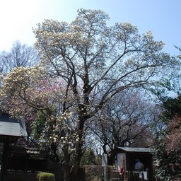 川口市・興禅院