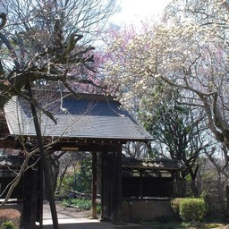 川口市・興禅院