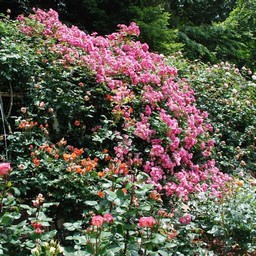 市川市・動植物園・バラ園