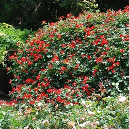 市川市・動植物園・バラ園