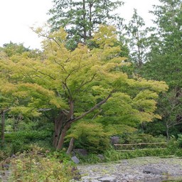 東京都・昭和記念公園