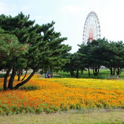 茨城県・ひたち海浜公園