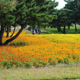茨城県・ひたち海浜公園
