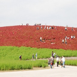 茨城県・ひたち海浜公園
